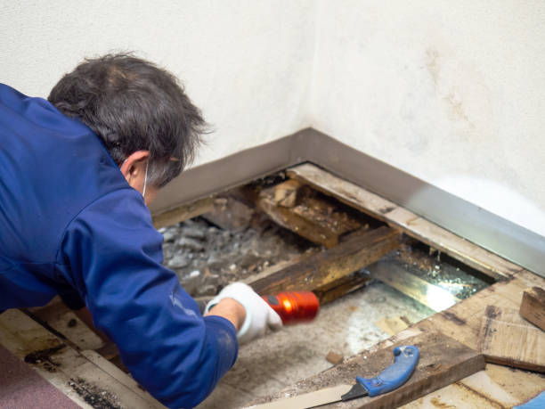 Best Professional Mold Removal  in Algonquin, IL
