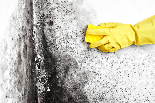 Best Black Mold Removal  in Algonquin, IL