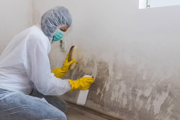 Best Office Mold Removal Services  in Algonquin, IL