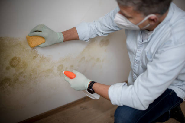 Best Mold Cleaning Services  in Algonquin, IL