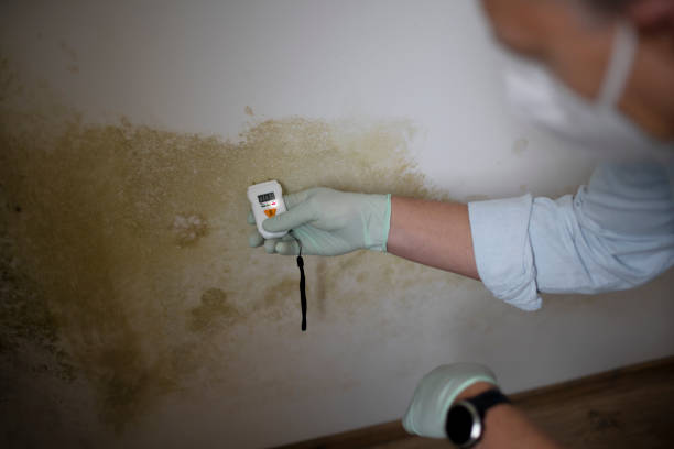 Best Professional Mold Removal  in Algonquin, IL