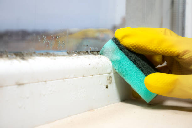 Best Mold Damage Repair  in Algonquin, IL