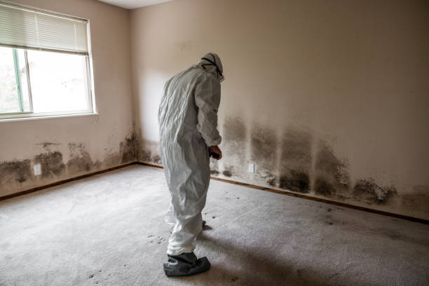 Best Residential Mold Removal  in Algonquin, IL