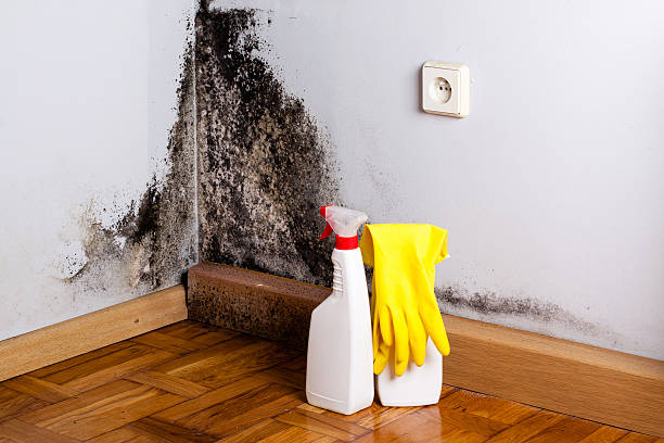 Best Mold Removal Company Near Me  in Algonquin, IL