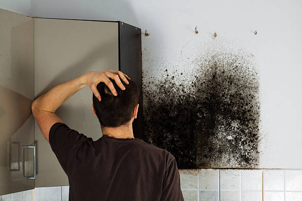 Best Fast Mold Removal  in Algonquin, IL