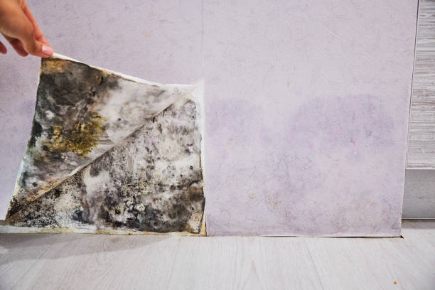 Best Water Damage Restoration  in Algonquin, IL